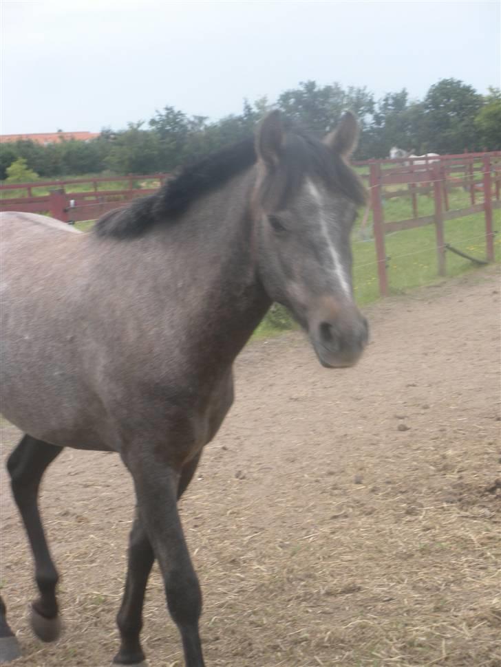 Welsh Pony (sec B) Bounty >>SOLGT<< billede 1