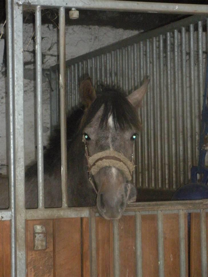 Welsh Pony (sec B) Bounty >>SOLGT<< billede 2