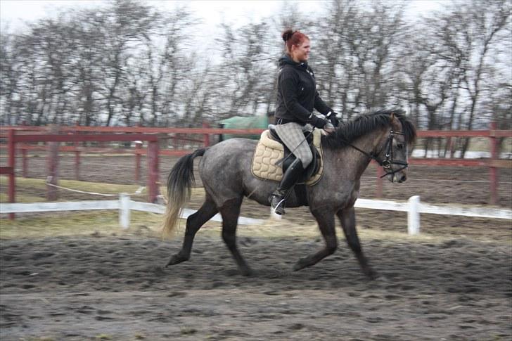 Welsh Pony (sec B) Bounty >>SOLGT<< billede 3