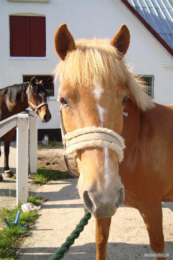Anden særlig race Rosa* Linda h's * - Lækker hoppe ´´tænker Master´´ imens katten bare sidder og glor. Foto: Ditte R billede 12