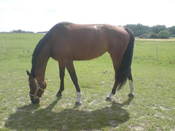 Dansk Varmblod Åkær Charlot (RDS Kåret) - Charlot på fold billede 4