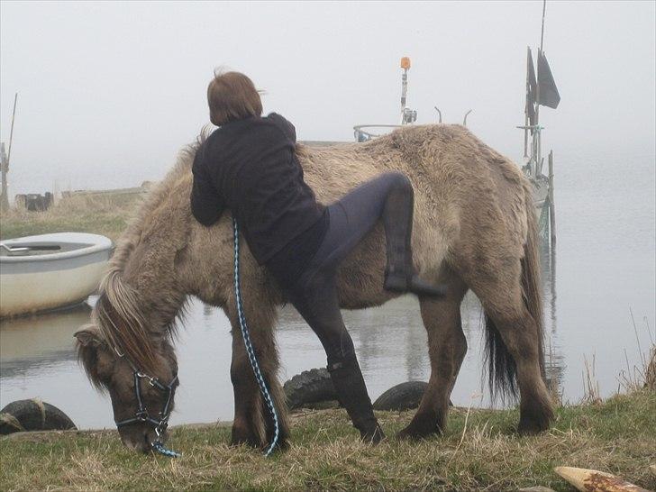 Islænder Mósi frá Lýtingsstöðum - Mosi finder sig i alt for meget. ;)
Foto - Kathrine billede 3