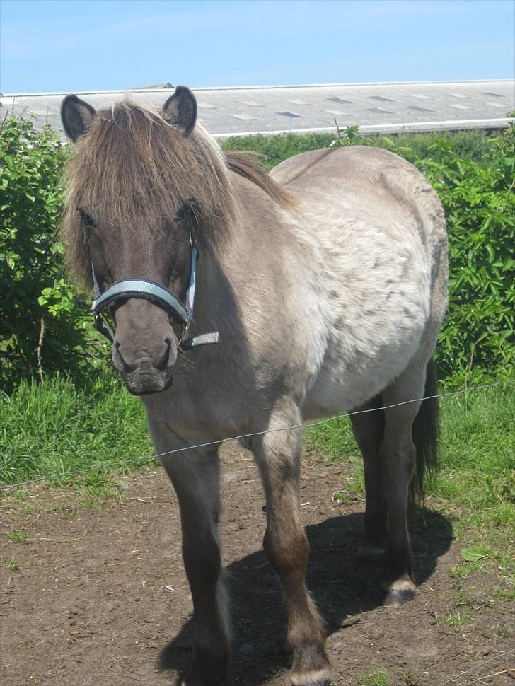 Islænder Mósi frá Lýtingsstöðum - Foto - MIg billede 10