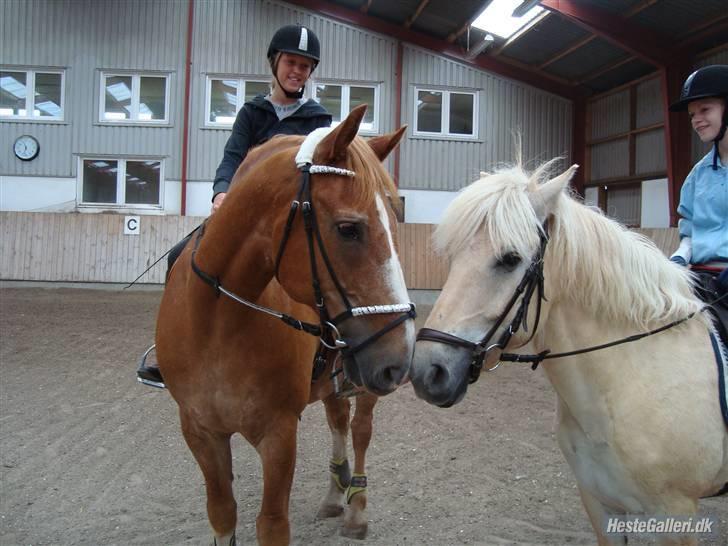 Fjordhest Fjordlys Armani + RIP + - Armani og hans nye "bror" Adonis :) billede 11