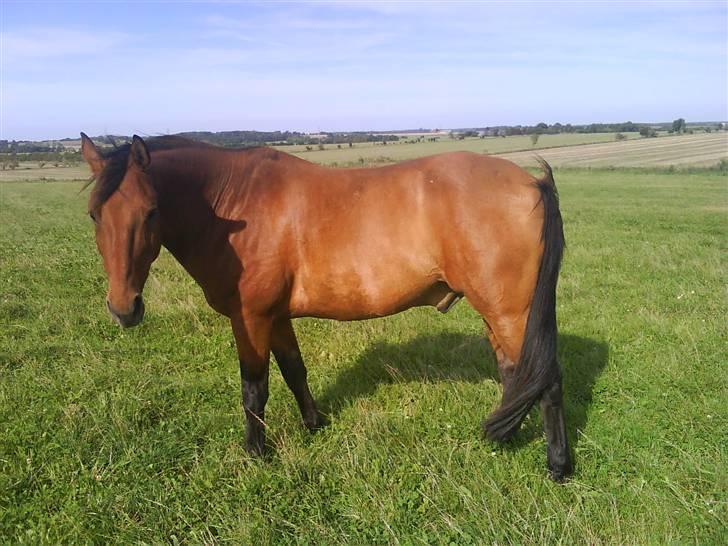 Anden særlig race Major - Major, der står ude på marken på en dejlig sommer dag <3 billede 1