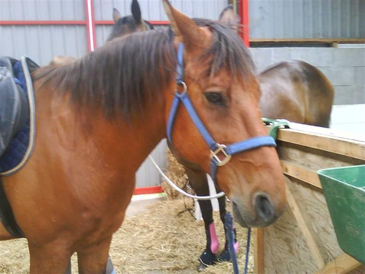 Anden særlig race Major - Taget inde i stalden hjemme ved de gamle (: billede 2