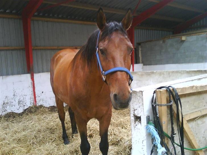 Anden særlig race Major - Jaaa han er dejlig (: billede 3