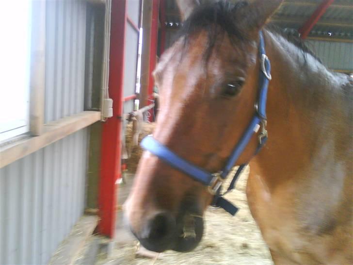 Anden særlig race Major - Major igen igen ;D billede 4