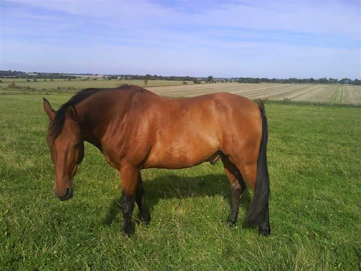 Anden særlig race Major - Igen på marken (: billede 5