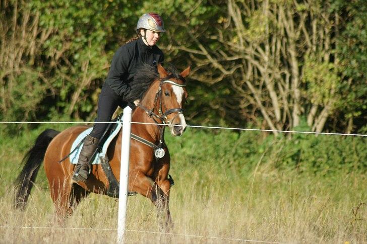 DSP Emilia's Grevenrit  - 2)  billede 2