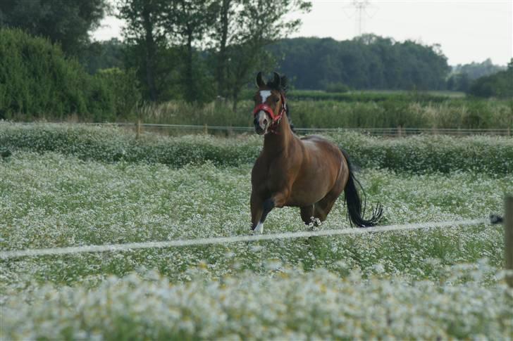 DSP Emilia's Grevenrit  - 3) Glade Bille (FOTO : ANNE-METTE FREDERIKSEN) billede 3