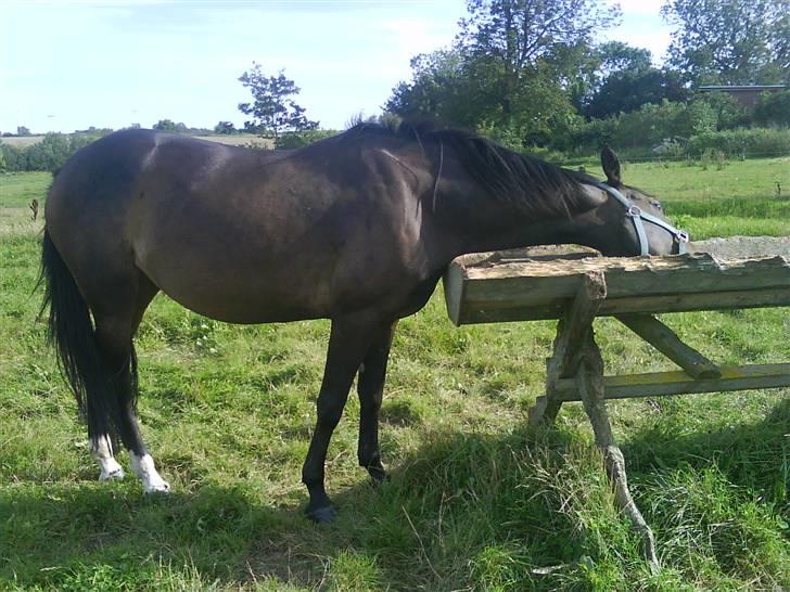 Anden særlig race Trille   - Jaaa hvad mon der er dernede (: billede 2