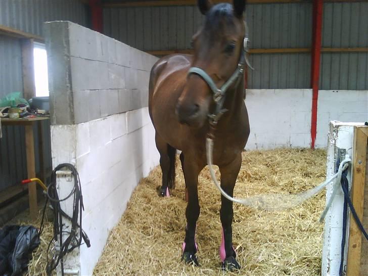 Anden særlig race Trille   - Orv der er lyde derude (: billede 3