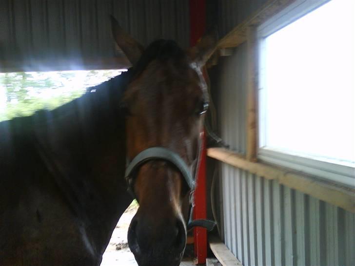 Anden særlig race Trille   - Orv heej er du her?? Har du en godbid ?? billede 4