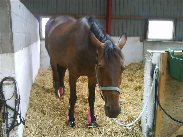 Anden særlig race Trille   - Jeg er altså træt nu .. ;D billede 5