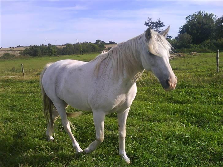 Anglo Araber (AA) Jacko *Hvil i fred* - På marken en dejlig sommer dag..  billede 1