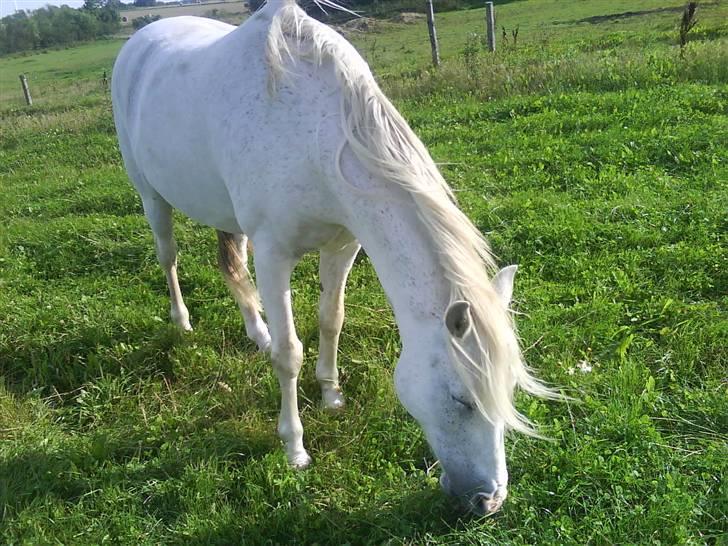 Anglo Araber (AA) Jacko *Hvil i fred* - Jaa der skal jo spises..  billede 3