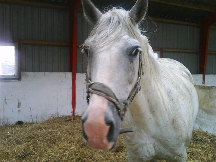 Anglo Araber (AA) Jacko *Hvil i fred* - I stalden ude ved de gamle (: billede 5
