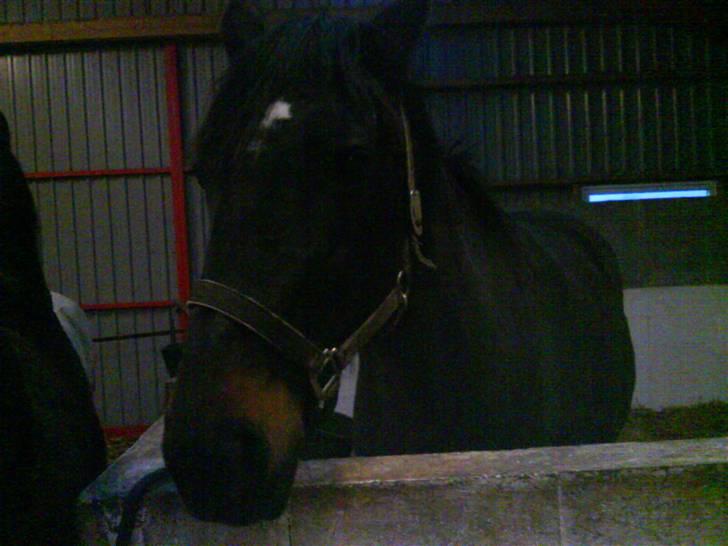 Traver Samedi *Hvil i fred* - I boksen (: Rigtig hygge dag med hestene ^^ billede 1