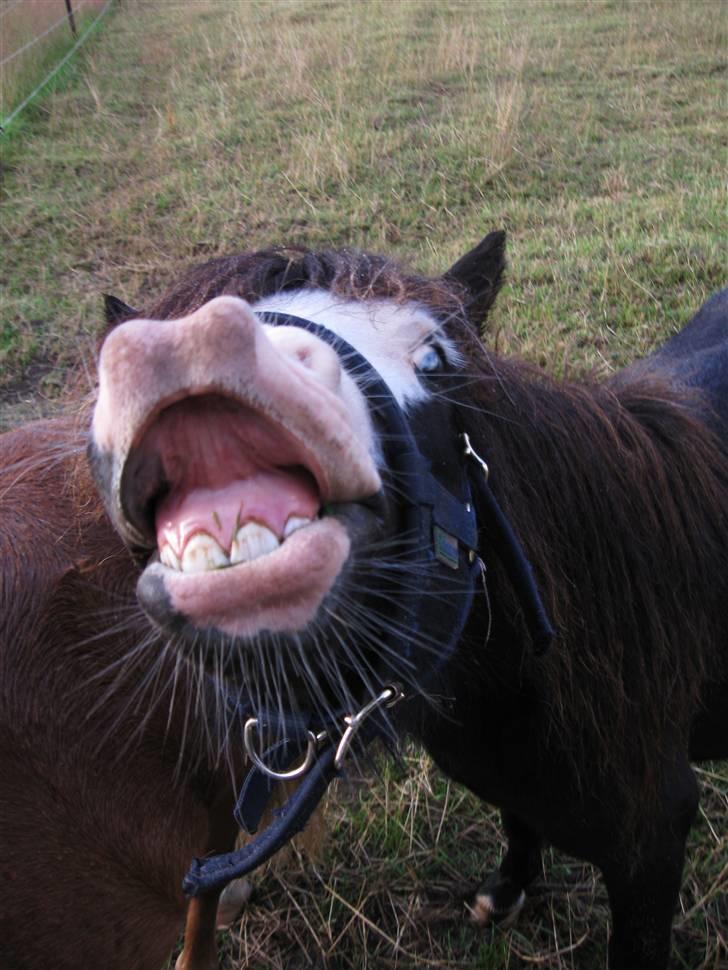 Anden særlig race Møllegårdens Kaspian - SMIL til fotografen - pletskudet er taget af Anja billede 12