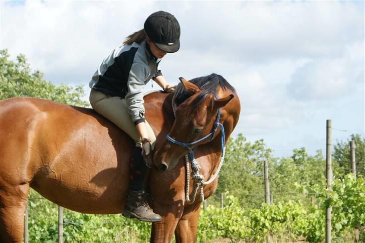 Dansk Varmblod Savannah - Ditte og savannah =) billede 18