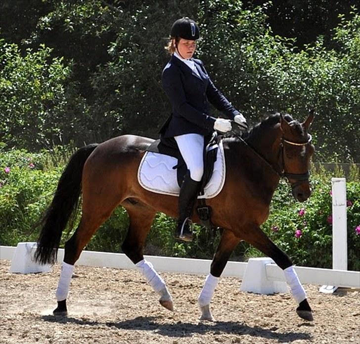 New Forest | Tårups Newton - Newton og Jeg i vores første LB1. <3 Foto: Karen billede 13