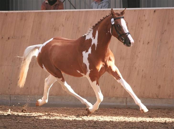 Pinto GP Don Chico Højgård  - Fra Kåring i Dansk Pinto Forening billede 5