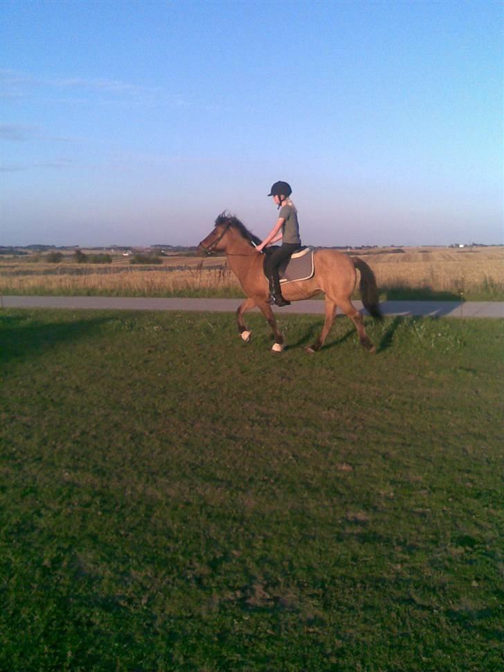 Islænder Muska frà Vallanesi <3 - muska i tölt billede 18