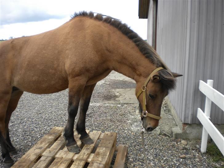 Islænder Muska frà Vallanesi <3 billede 19