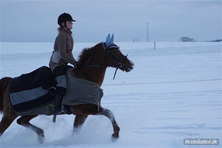 Sportsaraber (A) Valodias Duchess**SOLGT** billede 17