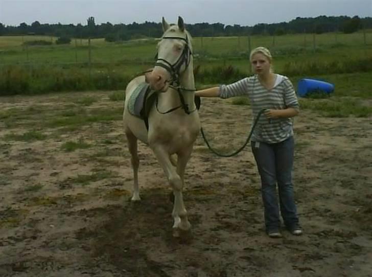 Palomino lucifer - første gang med hovedtøj og sadel på, der var ingenting. billede 12