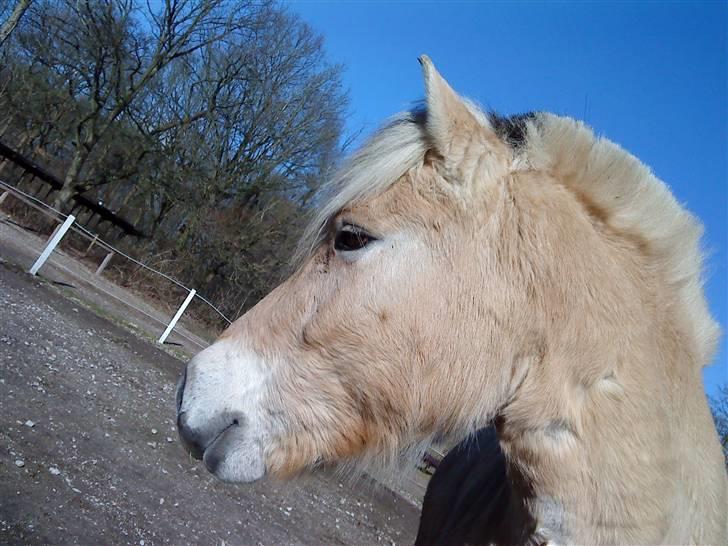 Fjordhest Boye  billede 1