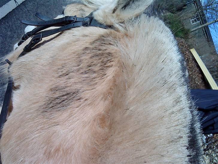 Fjordhest Boye  billede 2