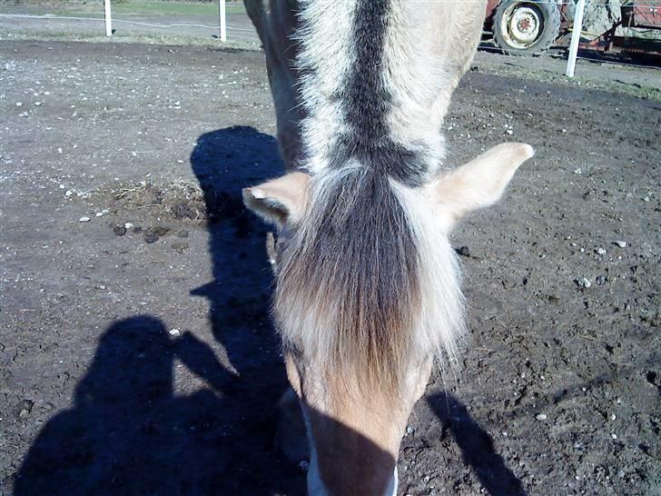 Fjordhest Boye  billede 3