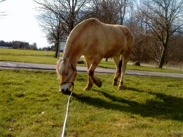 Fjordhest Boye  billede 4