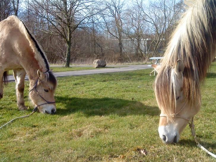 Fjordhest Boye  billede 5