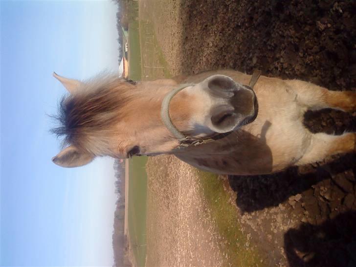 Fjordhest Boye  billede 6