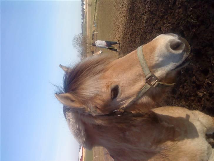 Fjordhest Boye  billede 7