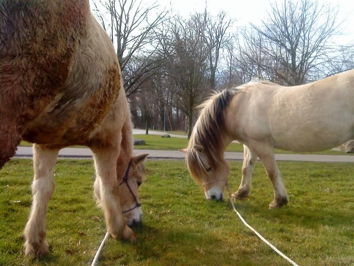 Fjordhest Boye  billede 8
