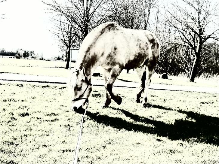 Fjordhest Boye  billede 10