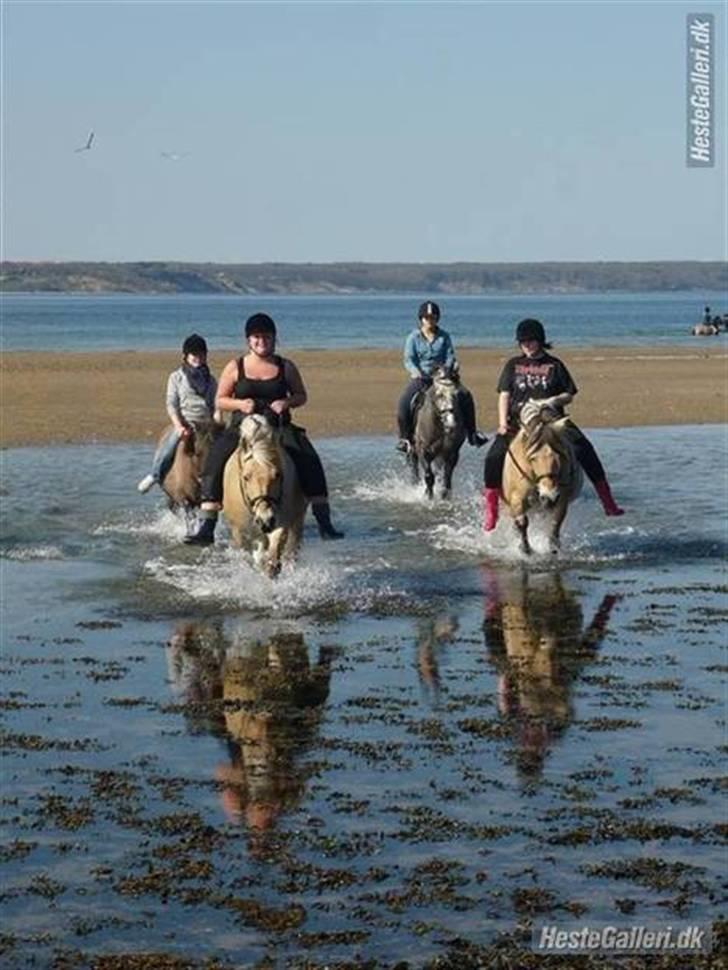 Fjordhest Boye  billede 11