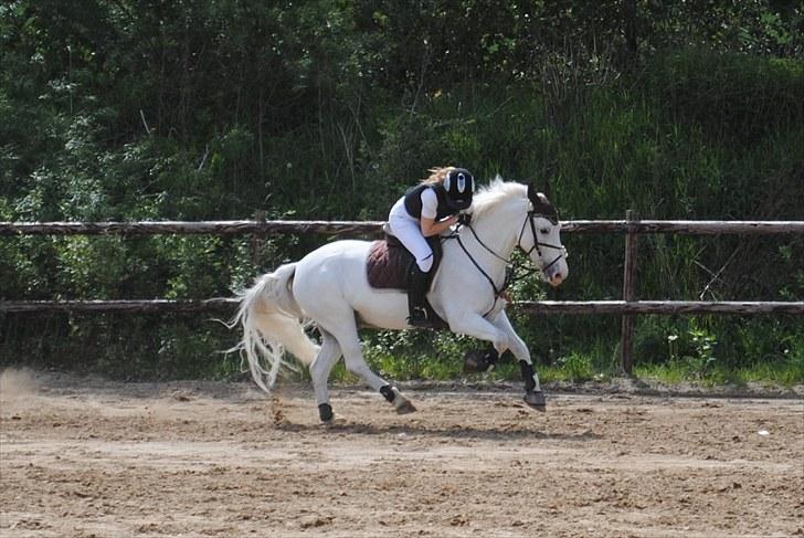 Anden særlig race Sir Camelot - meget ros til stjernen efter fejlfri rundte ;D camelot sprang så fantastisk den dag <3 billede 20