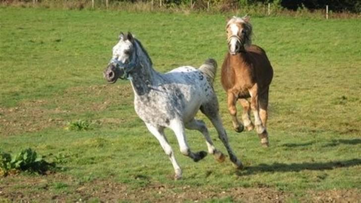 Appaloosa Benno  Solgt :'(  <3 billede 6