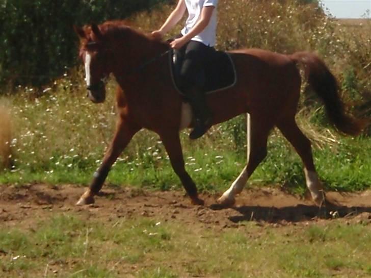 Anden særlig race Sheik *SOLGT* billede 15