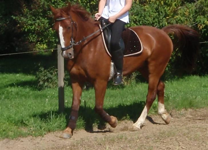 Anden særlig race Sheik *SOLGT* billede 16