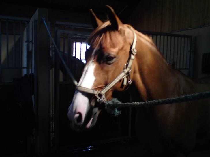 Anden særlig race Ulysse du Maron*Solgt :'( - Du lyser op i mørke! billede 1