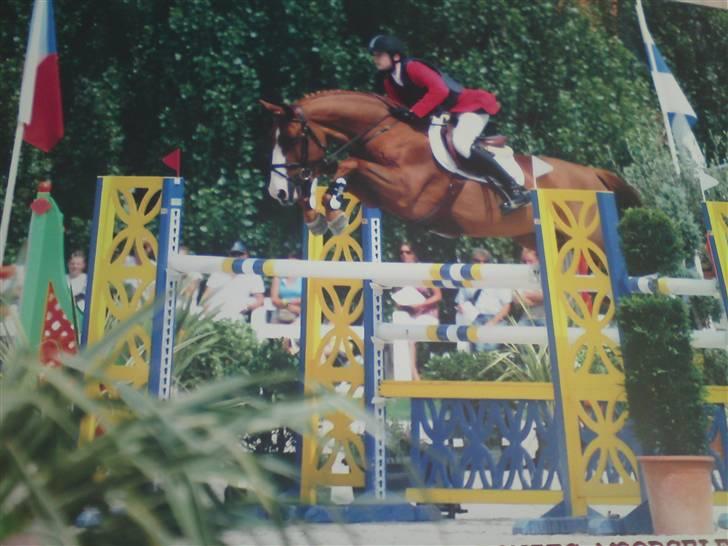 Anden særlig race Ulysse du Maron*Solgt :'( - I moorsele til EM billede 4