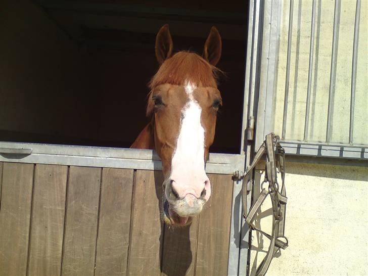 Anden særlig race Ulysse du Maron*Solgt :'( - Smasker?? billede 5