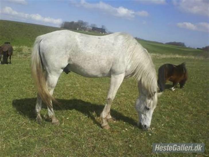 Anden særlig race Silver - Silver på fold. billede 3