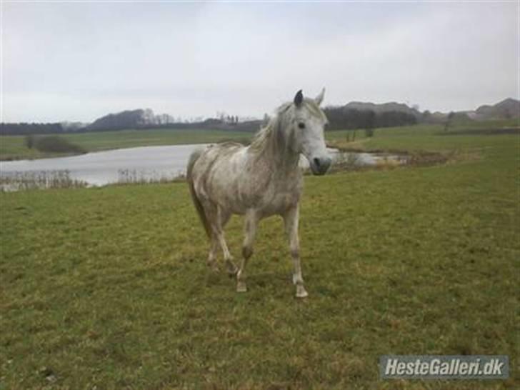 Anden særlig race Silver - Skønt at være skimmel og så rulle sig ;) billede 4